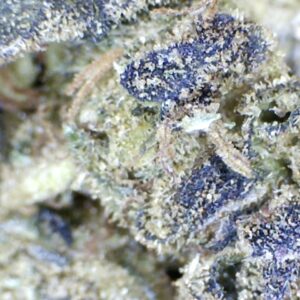 Oreo  by:  Humboldt Farms